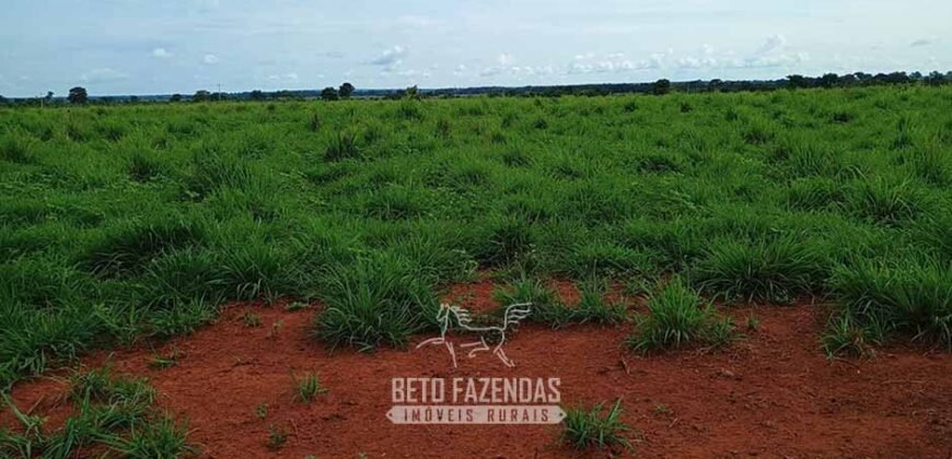 Fazenda à Venda 7.695 hectares de Dupla Aptidão no Sul do Tocantins Fazenda à Venda 7.695 hectares de Dupla Aptidão no Sul do Tocantins