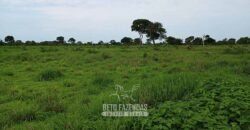 Fazenda à Venda 7.695 hectares de Dupla Aptidão no Sul do Tocantins Fazenda à Venda 7.695 hectares de Dupla Aptidão no Sul do Tocantins