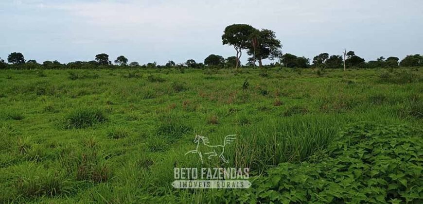 Fazenda à Venda 7.695 hectares de Dupla Aptidão no Sul do Tocantins Fazenda à Venda 7.695 hectares de Dupla Aptidão no Sul do Tocantins