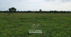 Fazenda à Venda 7.695 hectares de Dupla Aptidão no Sul do Tocantins Fazenda à Venda 7.695 hectares de Dupla Aptidão no Sul do Tocantins