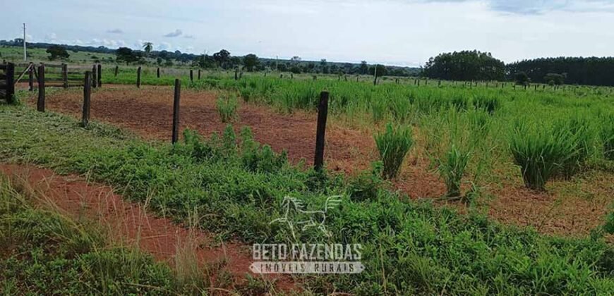Fazenda à Venda 7.695 hectares de Dupla Aptidão no Sul do Tocantins Fazenda à Venda 7.695 hectares de Dupla Aptidão no Sul do Tocantins