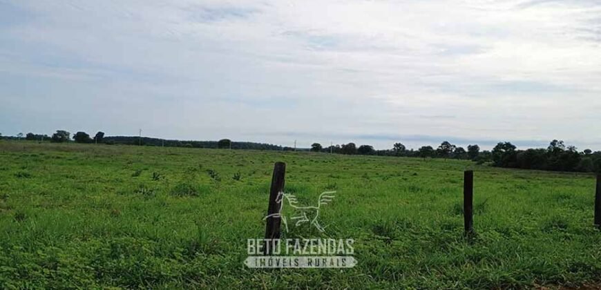 Fazenda à Venda 7.695 hectares de Dupla Aptidão no Sul do Tocantins Fazenda à Venda 7.695 hectares de Dupla Aptidão no Sul do Tocantins