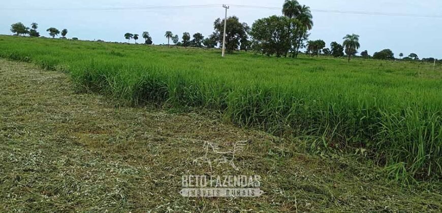Fazenda à Venda 7.695 hectares de Dupla Aptidão no Sul do Tocantins Fazenda à Venda 7.695 hectares de Dupla Aptidão no Sul do Tocantins