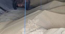 Mega Fazenda à Venda 13.800 Has Soja e Arroz Estrutura Completa | Região do Xingu/ MT