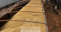 Mega Fazenda à Venda 13.800 Has Soja e Arroz Estrutura Completa | Região do Xingu/ MT