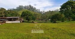 Fazenda Completa à Venda 217 hectares “Porteira Fechada” Plantação de Eucalípto | Rio Preto/ MG