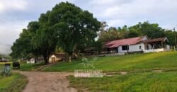 Fazenda Completa à Venda 217 hectares “Porteira Fechada” Plantação de Eucalípto | Rio Preto/ MG