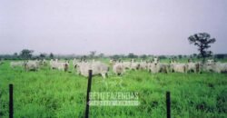 Venda de Fazendas Reunidas 111.000 hectares Um Gigante do Agronegócio no Tocantins Venda de Fazendas Reunidas 111.000 hectares Um Gigante do Agronegócio no Tocantins