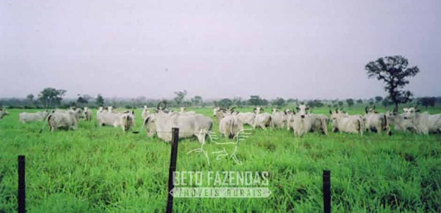 Venda de Fazendas Reunidas 111.000 hectares Um Gigante do Agronegócio no Tocantins Venda de Fazendas Reunidas 111.000 hectares Um Gigante do Agronegócio no Tocantins