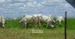 Venda de Fazendas Reunidas 111.000 hectares Um Gigante do Agronegócio no Tocantins Venda de Fazendas Reunidas 111.000 hectares Um Gigante do Agronegócio no Tocantins