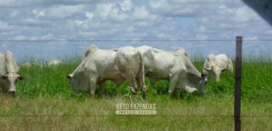 Venda de Fazendas Reunidas 111.000 hectares Um Gigante do Agronegócio no Tocantins Venda de Fazendas Reunidas 111.000 hectares Um Gigante do Agronegócio no Tocantins