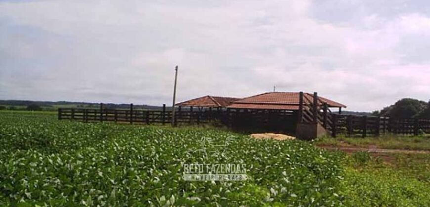 Venda de Fazendas Reunidas 111.000 hectares Um Gigante do Agronegócio no Tocantins Venda de Fazendas Reunidas 111.000 hectares Um Gigante do Agronegócio no Tocantins