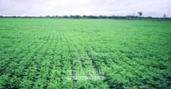 Venda de Fazendas Reunidas 111.000 hectares Um Gigante do Agronegócio no Tocantins Venda de Fazendas Reunidas 111.000 hectares Um Gigante do Agronegócio no Tocantins