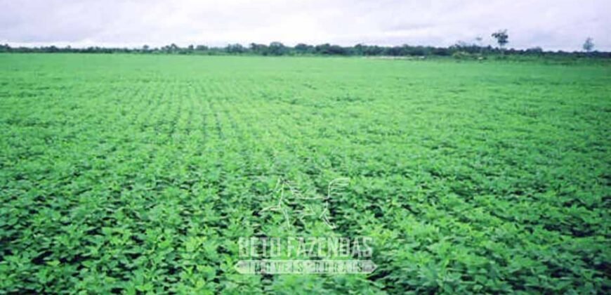 Venda de Fazendas Reunidas 111.000 hectares Um Gigante do Agronegócio no Tocantins Venda de Fazendas Reunidas 111.000 hectares Um Gigante do Agronegócio no Tocantins