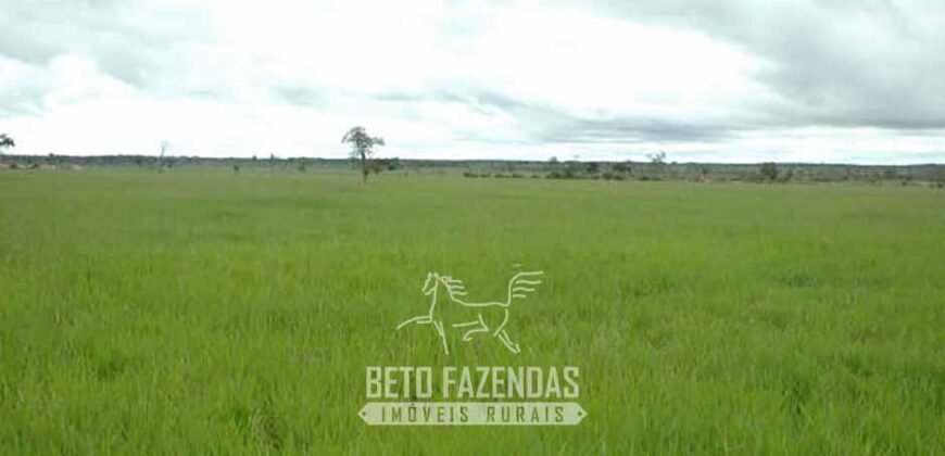 Venda de Fazendas Reunidas 111.000 hectares Um Gigante do Agronegócio no Tocantins Venda de Fazendas Reunidas 111.000 hectares Um Gigante do Agronegócio no Tocantins