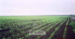 Venda de Fazendas Reunidas 111.000 hectares Um Gigante do Agronegócio no Tocantins Venda de Fazendas Reunidas 111.000 hectares Um Gigante do Agronegócio no Tocantins