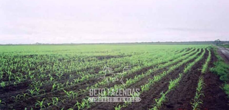 Venda de Fazendas Reunidas 111.000 hectares Um Gigante do Agronegócio no Tocantins Venda de Fazendas Reunidas 111.000 hectares Um Gigante do Agronegócio no Tocantins