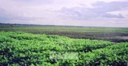 Venda de Fazendas Reunidas 111.000 hectares Um Gigante do Agronegócio no Tocantins Venda de Fazendas Reunidas 111.000 hectares Um Gigante do Agronegócio no Tocantins