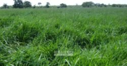 Venda de Fazendas Reunidas 111.000 hectares Um Gigante do Agronegócio no Tocantins Venda de Fazendas Reunidas 111.000 hectares Um Gigante do Agronegócio no Tocantins