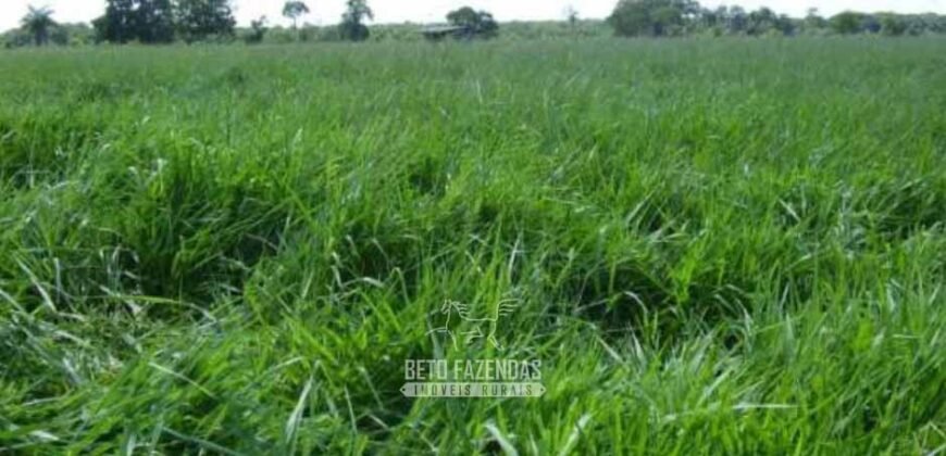 Venda de Fazendas Reunidas 111.000 hectares Um Gigante do Agronegócio no Tocantins Venda de Fazendas Reunidas 111.000 hectares Um Gigante do Agronegócio no Tocantins