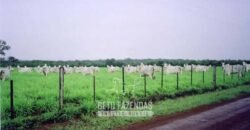 Venda de Fazendas Reunidas 111.000 hectares Um Gigante do Agronegócio no Tocantins Venda de Fazendas Reunidas 111.000 hectares Um Gigante do Agronegócio no Tocantins