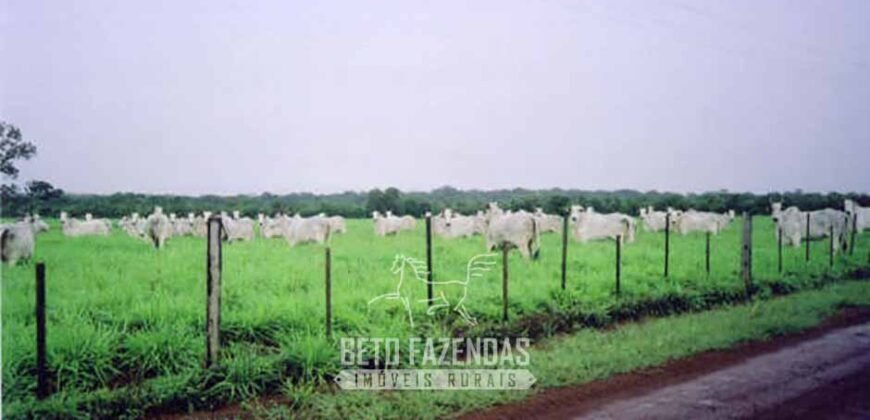 Venda de Fazendas Reunidas 111.000 hectares Um Gigante do Agronegócio no Tocantins Venda de Fazendas Reunidas 111.000 hectares Um Gigante do Agronegócio no Tocantins