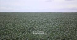 Venda de Fazendas Reunidas 111.000 hectares Um Gigante do Agronegócio no Tocantins Venda de Fazendas Reunidas 111.000 hectares Um Gigante do Agronegócio no Tocantins