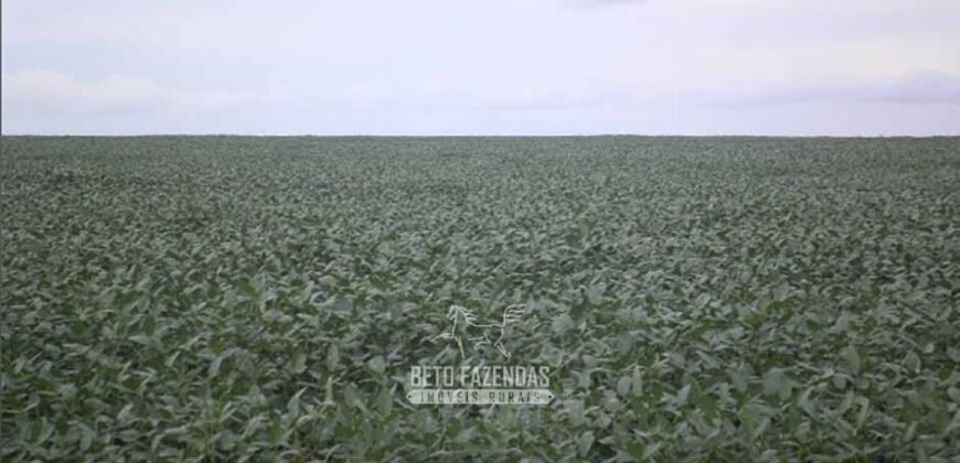 Venda de Fazendas Reunidas 111.000 hectares Um Gigante do Agronegócio no Tocantins Venda de Fazendas Reunidas 111.000 hectares Um Gigante do Agronegócio no Tocantins
