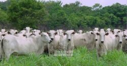 Venda de Fazendas Reunidas 111.000 hectares Um Gigante do Agronegócio no Tocantins Venda de Fazendas Reunidas 111.000 hectares Um Gigante do Agronegócio no Tocantins