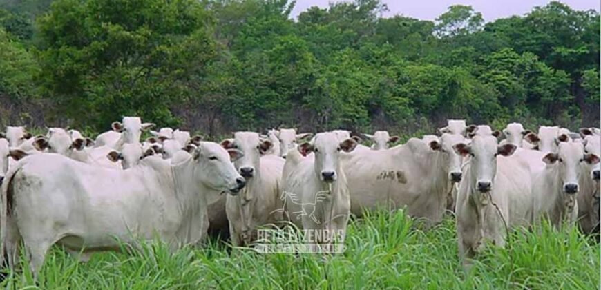 Venda de Fazendas Reunidas 111.000 hectares Um Gigante do Agronegócio no Tocantins Venda de Fazendas Reunidas 111.000 hectares Um Gigante do Agronegócio no Tocantins
