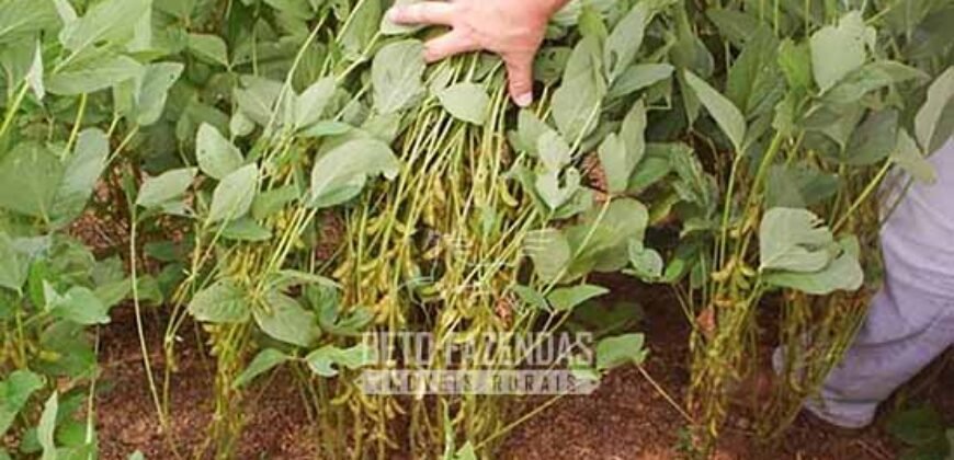 Venda de Fazendas Reunidas 111.000 hectares Um Gigante do Agronegócio no Tocantins Venda de Fazendas Reunidas 111.000 hectares Um Gigante do Agronegócio no Tocantins