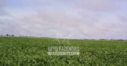 Venda de Fazendas Reunidas 111.000 hectares Um Gigante do Agronegócio no Tocantins Venda de Fazendas Reunidas 111.000 hectares Um Gigante do Agronegócio no Tocantins