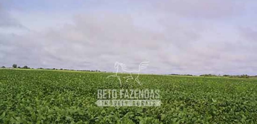 Venda de Fazendas Reunidas 111.000 hectares Um Gigante do Agronegócio no Tocantins Venda de Fazendas Reunidas 111.000 hectares Um Gigante do Agronegócio no Tocantins