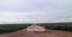 Venda de Fazendas Reunidas 111.000 hectares Um Gigante do Agronegócio no Tocantins Venda de Fazendas Reunidas 111.000 hectares Um Gigante do Agronegócio no Tocantins