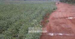 Venda de Fazendas Reunidas 111.000 hectares Um Gigante do Agronegócio no Tocantins Venda de Fazendas Reunidas 111.000 hectares Um Gigante do Agronegócio no Tocantins