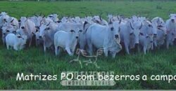 Venda de Fazendas Reunidas 111.000 hectares Um Gigante do Agronegócio no Tocantins Venda de Fazendas Reunidas 111.000 hectares Um Gigante do Agronegócio no Tocantins