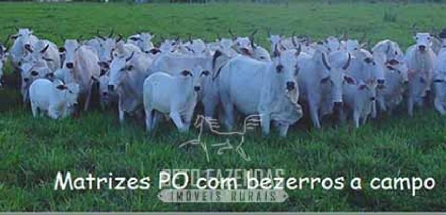 Venda de Fazendas Reunidas 111.000 hectares Um Gigante do Agronegócio no Tocantins Venda de Fazendas Reunidas 111.000 hectares Um Gigante do Agronegócio no Tocantins