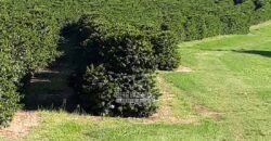Fazenda de Café 786,88 hectares com Dupla Aptidão e Infraestrutura Completa | Região de Garça/ SP Fazenda de Café 786,88 hectares com Dupla Aptidão e Infraestrutura Completa | Região de Garça/ SP