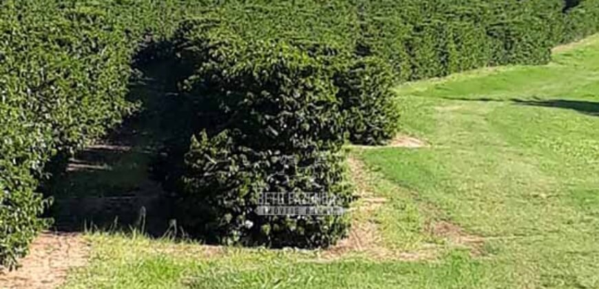 Fazenda de Café 786,88 hectares com Dupla Aptidão e Infraestrutura Completa | Região de Garça/ SP Fazenda de Café 786,88 hectares com Dupla Aptidão e Infraestrutura Completa | Região de Garça/ SP