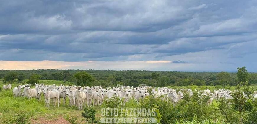 Fazenda Completa 1.723 Hectares Pecuária com “Porteira Fechada” | Paranã/ TO Fazenda Completa 1.723 Hectares Pecuária com “Porteira Fechada” | Paranã/ TO