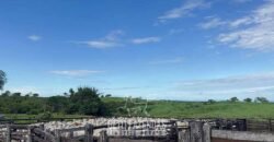 Fazenda Completa 1.723 Hectares Pecuária com “Porteira Fechada” | Paranã/ TO Fazenda Completa 1.723 Hectares Pecuária com “Porteira Fechada” | Paranã/ TO
