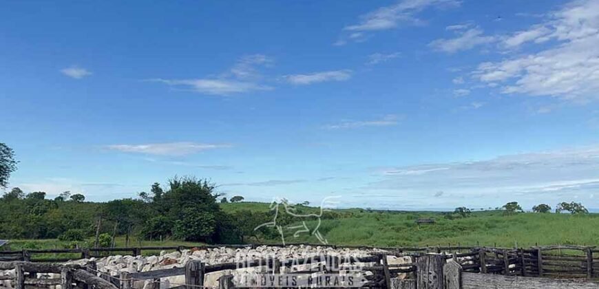 Fazenda Completa 1.723 Hectares Pecuária com “Porteira Fechada” | Paranã/ TO Fazenda Completa 1.723 Hectares Pecuária com “Porteira Fechada” | Paranã/ TO