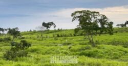 Fazenda Completa 1.723 Hectares Pecuária com “Porteira Fechada” | Paranã/ TO Fazenda Completa 1.723 Hectares Pecuária com “Porteira Fechada” | Paranã/ TO