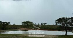 Fazenda Completa 1.723 Hectares Pecuária com “Porteira Fechada” | Paranã/ TO Fazenda Completa 1.723 Hectares Pecuária com “Porteira Fechada” | Paranã/ TO