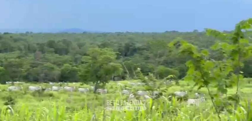 Fazenda Completa 1.723 Hectares Pecuária com “Porteira Fechada” | Paranã/ TO Fazenda Completa 1.723 Hectares Pecuária com “Porteira Fechada” | Paranã/ TO