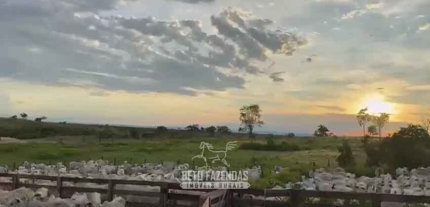 Fazenda Completa 1.723 Hectares Pecuária com “Porteira Fechada” | Paranã/ TO Fazenda Completa 1.723 Hectares Pecuária com “Porteira Fechada” | Paranã/ TO