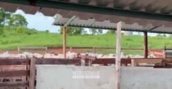 Fazenda Completa 1.723 Hectares Pecuária com “Porteira Fechada” | Paranã/ TO Fazenda Completa 1.723 Hectares Pecuária com “Porteira Fechada” | Paranã/ TO