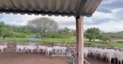 Fazenda Completa 1.723 Hectares Pecuária com “Porteira Fechada” | Paranã/ TO Fazenda Completa 1.723 Hectares Pecuária com “Porteira Fechada” | Paranã/ TO