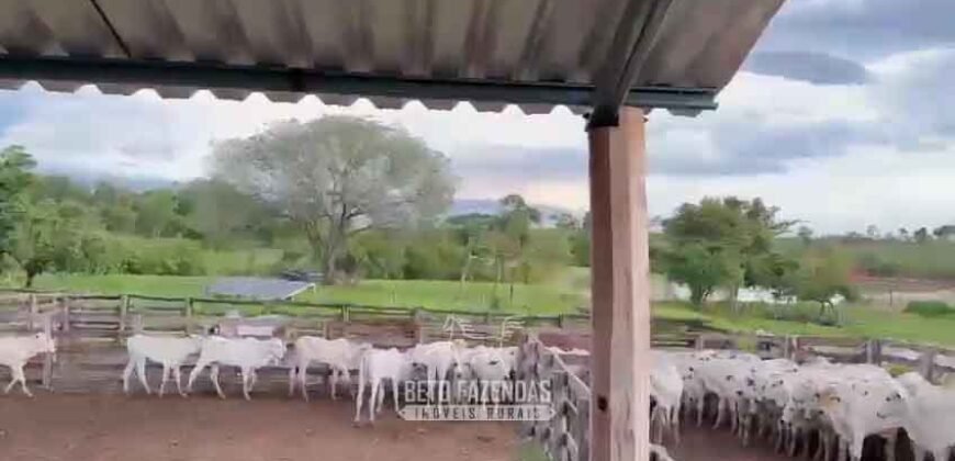 Fazenda Completa 1.723 Hectares Pecuária com “Porteira Fechada” | Paranã/ TO Fazenda Completa 1.723 Hectares Pecuária com “Porteira Fechada” | Paranã/ TO