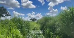 Fazenda Completa 1.723 Hectares Pecuária com “Porteira Fechada” | Paranã/ TO Fazenda Completa 1.723 Hectares Pecuária com “Porteira Fechada” | Paranã/ TO